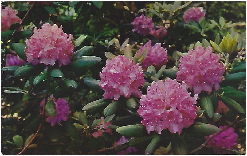 Purple Rhododendron x19-raumsc2859a01-f