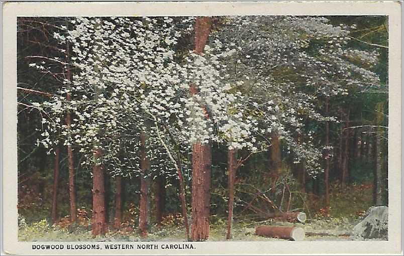 Dogwood Blossoms, Western North Carolina x19-spc0b766a01-f
