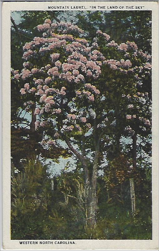 Mountain Laurel, 