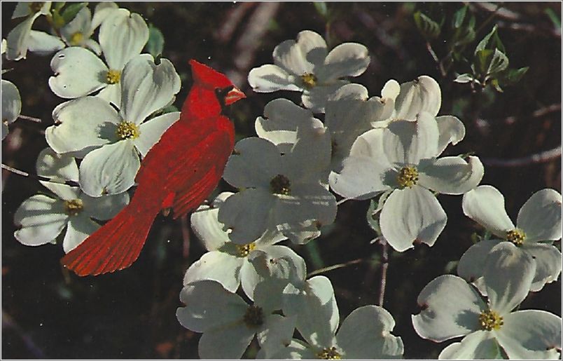 Dogwood - State Flower of North Carolina, Cardinal - State Bird of North Carolina x19-tbiknc011a01-f