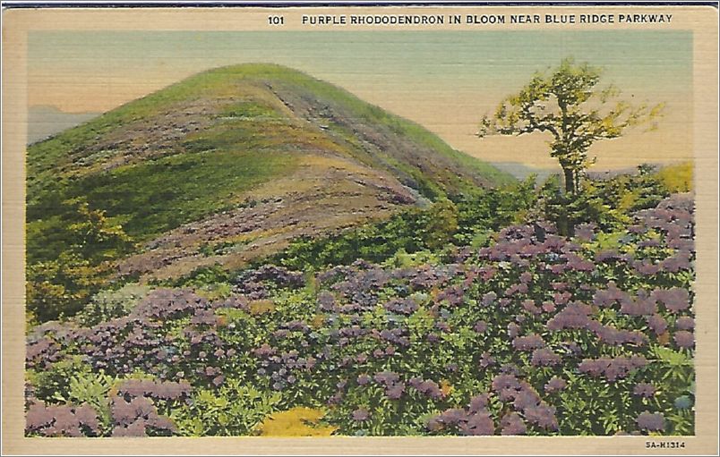 Purple Rhododendron in Bloom Near Blue Ridge Parkway (CT Card, but no publisher) x19-unk034-101-a01-f